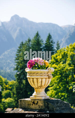 De belles fleurs en pot avec une belle vue sur les montagnes du matin Banque D'Images