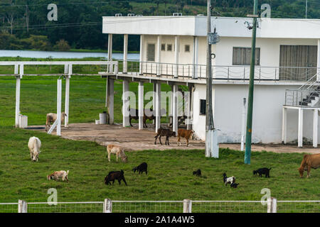 Obersations sur deux jours de voyage en bateau de Manaus à Tefé, Rio Solimoes, Amazonas, l'Amazonie, Brésil, Amérique Latine Banque D'Images