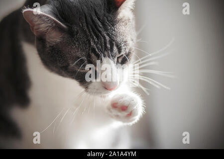 Chat Gris Tigre Mignon Langue Lecher Sa Patte Blanche Le Matin Faire Le Lavage Allume Et Agreable La Lumiere Du Jour Photo Stock Alamy