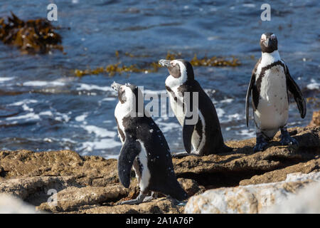 Pingouins africains en voie de disparition (Spheniscus demersus), la réserve de Stony Point, Betty's Bay, Afrique du Sud, les adultes muent sur les roches Banque D'Images