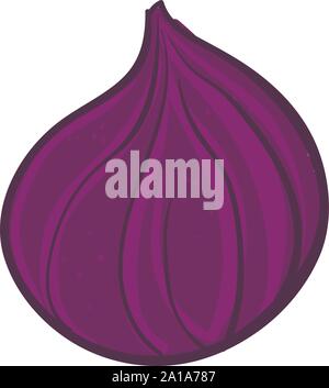 Purple fig, illustration, vecteur sur fond blanc. Illustration de Vecteur