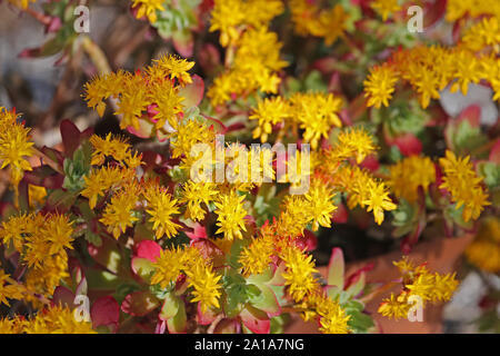 Sedum ou orpin connu sous le nom de Palmer's Latin sedum sedum palmeri famille des crassulaceae plante succulente originaire du Mexique Banque D'Images