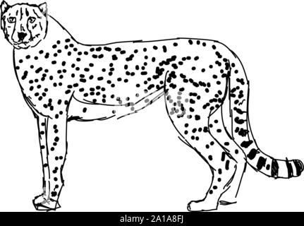 Cheetah dessin, illustration, vecteur sur fond blanc. Illustration de Vecteur