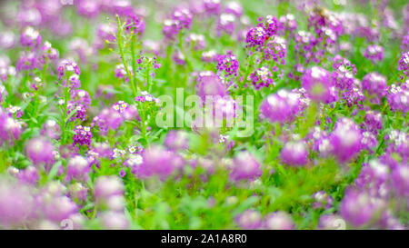 Purple fleurs blanches avec de petites têtes rondes Banque D'Images