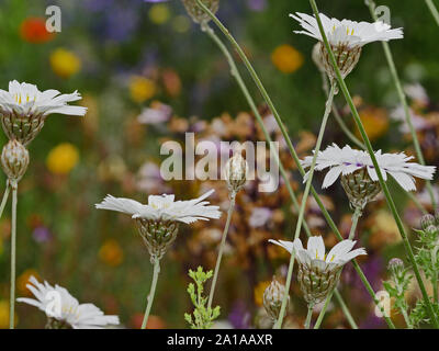 Catananche caerulea alba, Cupids Dart white Banque D'Images