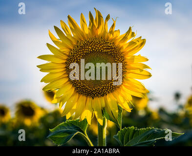 Tournesol jaune vif avec deux feuilles vertes sur un terrain contre un fond de ciel bleu Banque D'Images