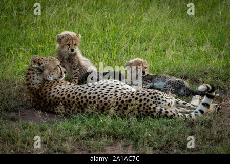 Le guépard se trouve dans l'herbe à côté de deux oursons Banque D'Images