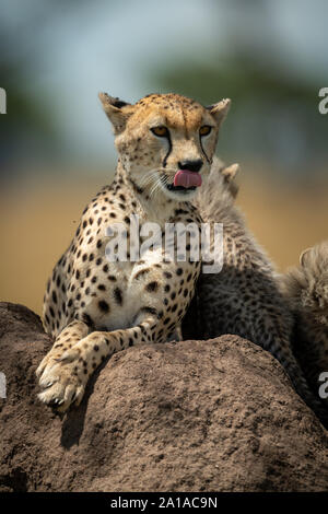 Le guépard se trouve à lécher les lèvres sur termitière Banque D'Images