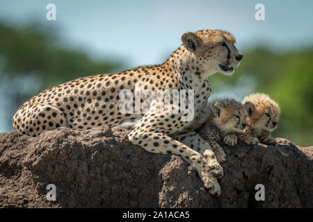 Le guépard se trouve sur mound à côté de sleepy oursons Banque D'Images