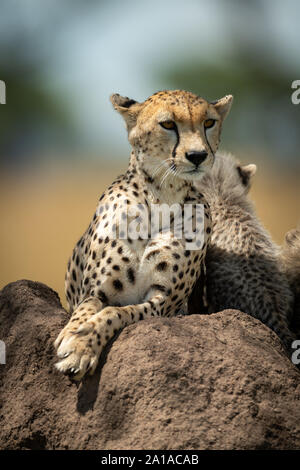 Le guépard se trouve sur termitière à côté d'oursons Banque D'Images