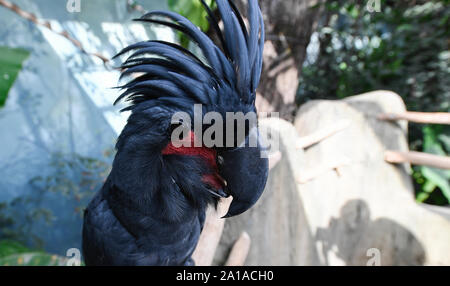 Prague, République tchèque. 25 Septembre, 2019. Un cacatoès (Probosciger aterrimus palm), également goliath ou cacatoès cacatoès noir, est vue dans le Zoo de Prague, République tchèque, le 25 septembre 2019. Credit : Michal Kamaryt/CTK Photo/Alamy Live News Banque D'Images