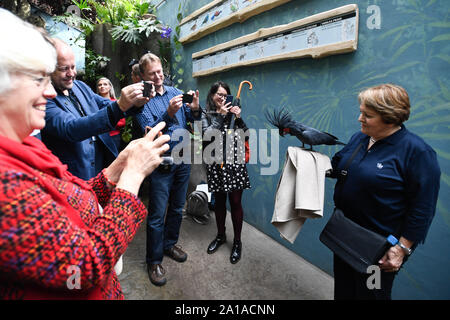 Prague, République tchèque. 25 Septembre, 2019. Un cacatoès (Probosciger aterrimus palm), également goliath ou cacatoès cacatoès noir, est vue dans le Zoo de Prague, République tchèque, le 25 septembre 2019. Credit : Michal Kamaryt/CTK Photo/Alamy Live News Banque D'Images