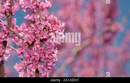 Les grappes de fleurs roses de l'est un arbre Redbud au début du printemps, avec l'exemplaire de l'espace sur la droite Banque D'Images