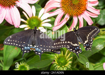 Deux papillons Swallowtail noir est perché sur une femelle ; Coneflowers violet sur la gauche et d'un homme sur la droite Banque D'Images