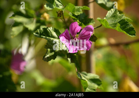 Fleur de mauve commune aussi appelée Malva sylvestris à la fin de l'été, rose ou mauve fromages fleur dans le jardin botanique Banque D'Images