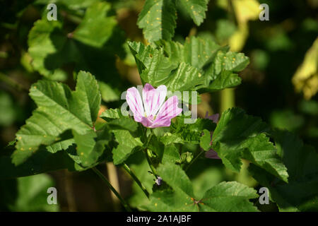 Haut de floraison mauve, close-up de 6 optiques, fleur de mauve commune aussi appelée Malva sylvestris en fin d'été Banque D'Images