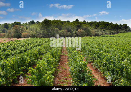 Vigne de raisins, pinot noir croissant dans le languedoc, avec une terre rouge caractéristique Banque D'Images