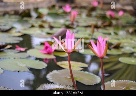 Fleurs de lis de l'eau dans la matinée Banque D'Images