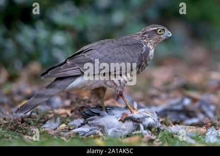 Fauve (Accipiter nisus) manger un pigeon ramier (Columba palumbus) Banque D'Images