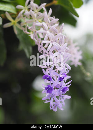 Bouquet de cinq pétales de fleur violette, comme un pétale à 5 pointes, le dessus des pétales est de Papier De Verre velu Vine. Couronne Violette Banque D'Images