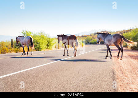 Rivière Salée chevaux sauvages qui traversent la route dans la partie inférieure de la Rivière Salée aire de loisirs de la Forêt Nationale de Tonto, Arizona. Banque D'Images