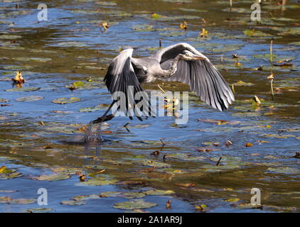 Graureiher im Flug über derHavel à Berlin * héron cendré en vol au dessus de la rivière Havel à Berlin Banque D'Images