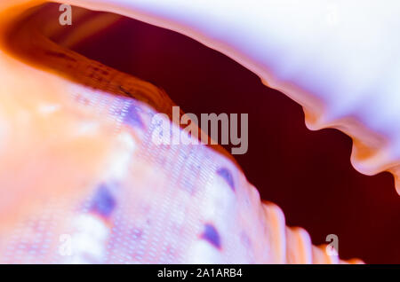 Fragment d'un grand coquillage océanique texture abstrait d'un orange foncé bleu avec trou Banque D'Images