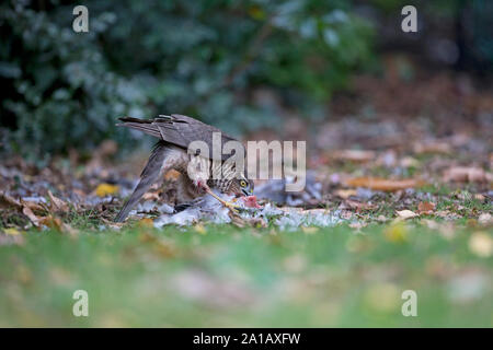 Fauve (Accipiter nisus) manger un pigeon ramier (Columba palumbus) Banque D'Images