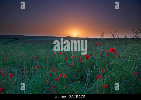 Un champ de coquelicots - Papaver rhoeas au coucher du soleil sur le parc national des South Downs, East Sussex, Angleterre, RU, Fr. Banque D'Images