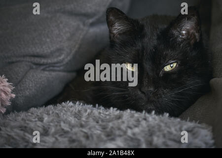 Chat d'angora turc noir se détendant sur des oreillers moelleux de canapé Banque D'Images
