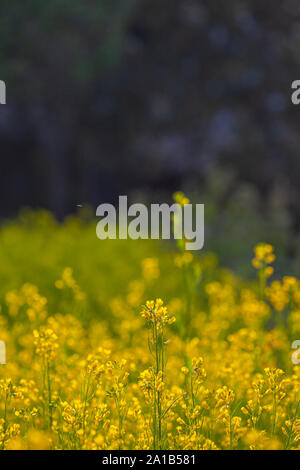 De petites fleurs jaunes s'épanouissent dans le jardin fleuri. Les touristes aiment visiter les fleurs dans l'hiver avec plein de fleurs en fleurs. Banque D'Images