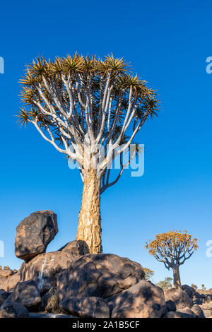 Quiver Tree ou Aloidendron dichotomum, Quiver Tree Forest, Keetmanshoop, Karas, Namibie Banque D'Images