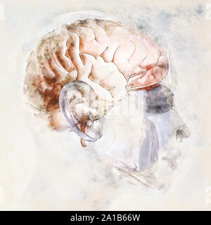 Artistique numérique Croquis d'un cerveau humain, basé sur le rendu 3D, des biens non nécessaires. Banque D'Images