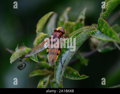 Volucella zonaria hornet imiter hoverfly reposant sur la passion des fleurs feuilles, uk Banque D'Images