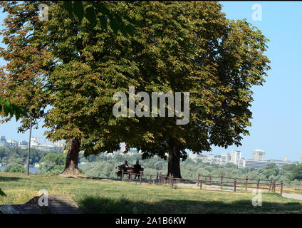 Droit d'hommes assis sur un banc entre les arbres surplombant les rivières Sava et du Danube, à l'intérieur de la forteresse de Kalemegdan, Forteresse de Belgrade Serbie Banque D'Images