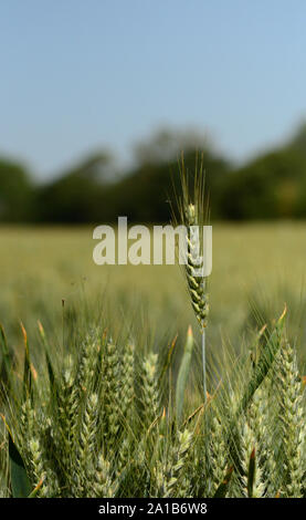 La récolte de blé image paysage, paysage agricole, l'agriculture britannique Banque D'Images