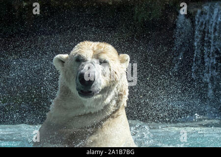 L'ours polaire (Ursus maritimus / Thalarctos maritimus) natation et secouant la tête au sec en secouant les gouttelettes d'eau au zoo Banque D'Images