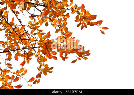 Les branches avec des feuilles d'automne colorées isolé sur fond blanc. Cherry Plum Banque D'Images