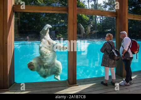 Couple de personnes âgées en regardant l'ours blanc (Ursus maritimus / Thalarctos maritimus) nager et jouer avec toy, Zoo de la Flèche, France Banque D'Images