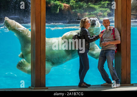 Les visiteurs qui prennent des selfies smartphone pendant l'ours polaire géant (Ursus maritimus Thalarctos maritimus) / natation est passé, le Zoo de la Flèche, France Banque D'Images