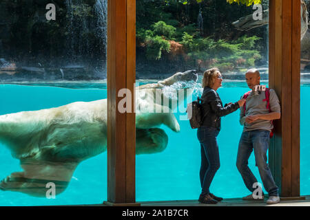 Les visiteurs qui prennent des selfies smartphone pendant l'ours polaire géant (Ursus maritimus Thalarctos maritimus) / natation est passé, le Zoo de la Flèche, France Banque D'Images