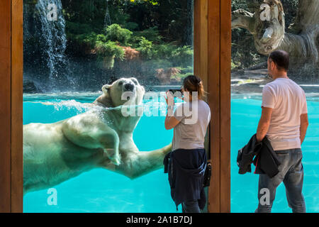 Les visiteurs qui prennent des photos avec le géant smartphone pendant l'ours polaire (Ursus maritimus / Thalarctos maritimus) natation est passé, le Zoo de la Flèche, France Banque D'Images