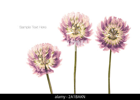 Fleurs séchées et pressées Banque D'Images