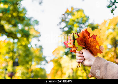 Bouquet de feuilles d'érable jaune fermer jusqu'à main femme Banque D'Images