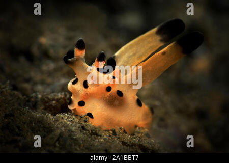 Nudibranche Thecacera sp. Sous-marines macro photo de plongée sous-marine à Ambon en Indonésie Banque D'Images