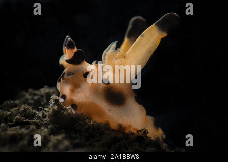 Nudibranche Thecacera sp. Sous-marines macro photo de plongée sous-marine à Ambon en Indonésie Banque D'Images