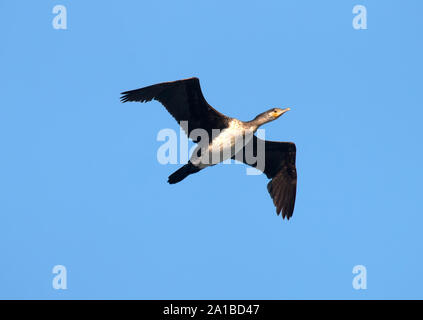 Seul battant jeune grand cormoran. Bas de corps blanchâtre Banque D'Images