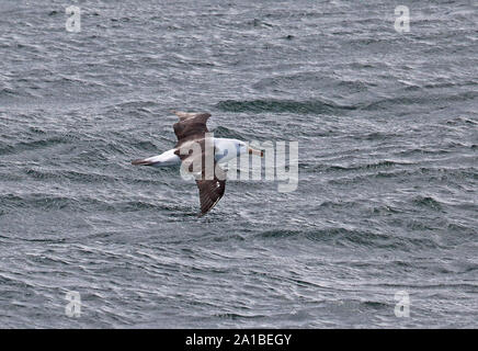 Albatros à sourcils noirs (Thalassarche melanophris) sub-adultes en vol Détroit de Magellan, le Chili Janvier Banque D'Images