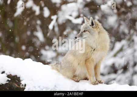 Corsac fox assis sur la neige blanche. Animal avec fluffy et chaude fourrure. Banque D'Images