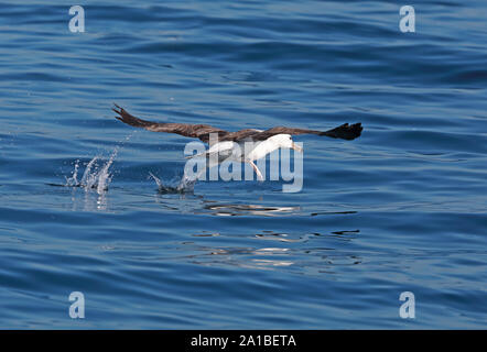 Albatros à sourcils noirs (Thalassarche melanophris) décoller de l'immature mer Valparaiso, Chili Janvier Banque D'Images